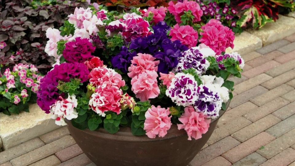 Как разнообразить цветник: заменяем петунию яркими цветами