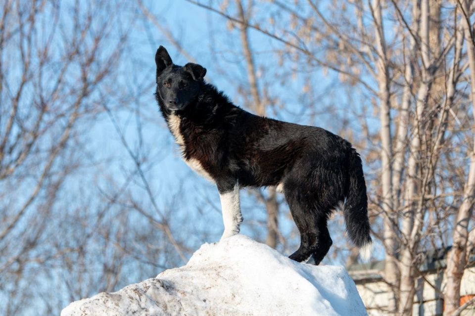 Четвероногий чёрно-белый Царь-горы напоминает, что эти самые снежные горы в Саранске постепенно тают, идет прекрасная цветущая весна!