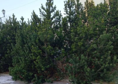 66 ���: ����� ������ �� ������� � ��� ��������