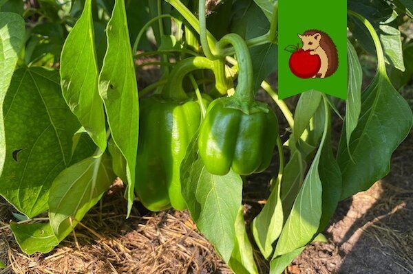 ��� ��������� ������� � ������� �����: ������� ��������� � ������ ������������