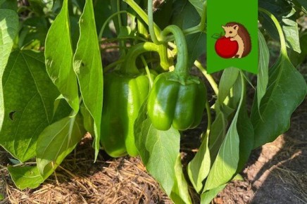 ��� ��������� ������� � ������� �����: ������� ��������� � ������ ������������