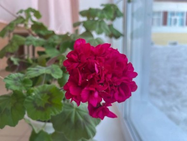 ������ ����, ������!