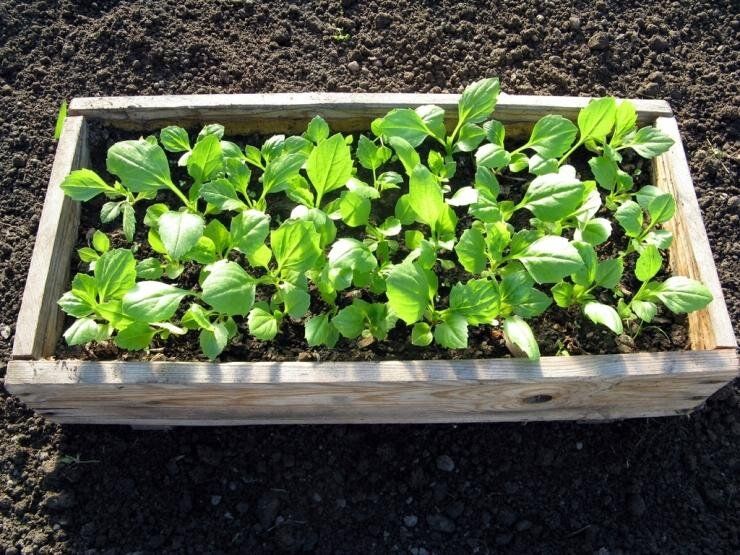 ������� ��������� ����������� ����: �� ������ �� ��������