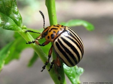 ����������� ������ � ����������� �����: ������ ������������