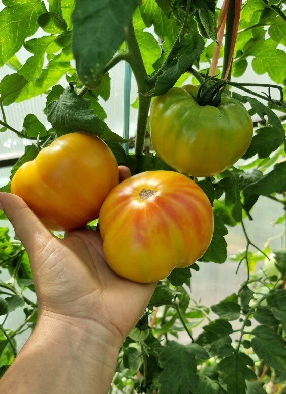 ���������� �������: ������ �����, ������� ����� �����������