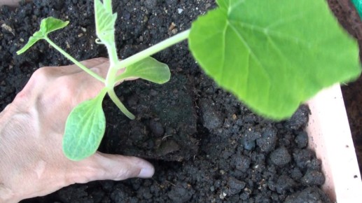 Как правильно подготовить лунки для тыкв и кабачков: секреты дачников для богатого урожая