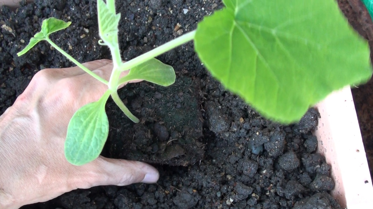 Как правильно подготовить лунки для тыкв и кабачков: секреты дачников для богатого урожая