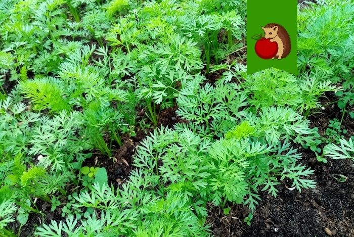 ��� ��������� ���������� ������� � ����: ��� ����������� ������� ��� ������� �����������