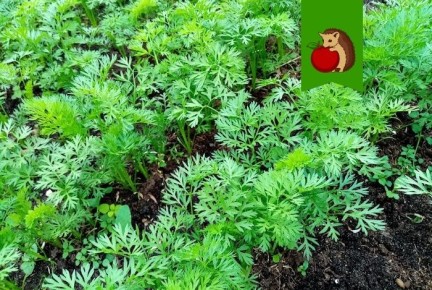 ��� ��������� ���������� ������� � ����: ��� ����������� ������� ��� ������� �����������