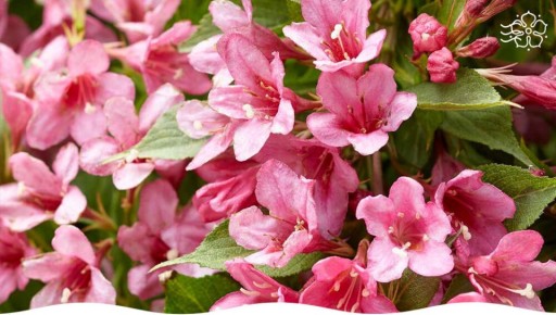 Вейгела ранняя: яркий акцент для вашего сада без лишних хлопот