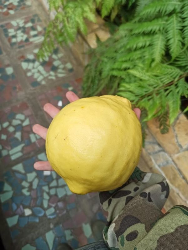 ����� ���������: ���������� ������ ����� ����������