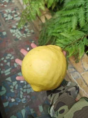 ����� ���������: ���������� ������ ����� ����������