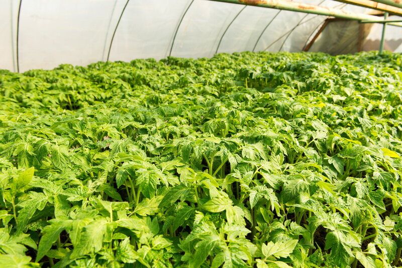 ������������ �������� �����: ��� ��� ����� ������ ������ ����