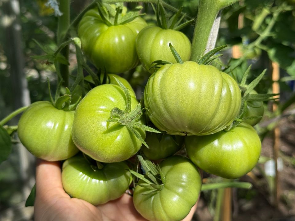 ��� ���� ����� ����� ���������� ��� ������ ��������� � ���������: ��������� ���������