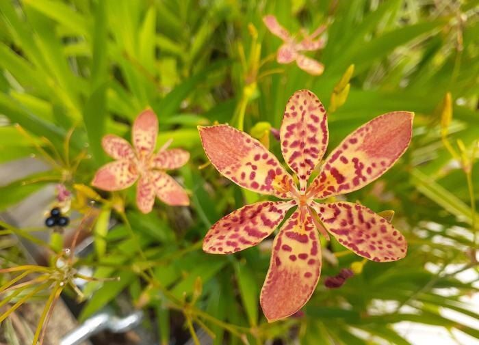 ��� ��������� ���������� � �������� ��� ������ �������