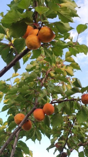 ��� ��������� �� ������� � ������������� ��������� � ����