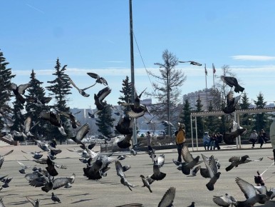 Настроение пятницы: в свободное время прогуляться по весенним улицам, покормить голубей
