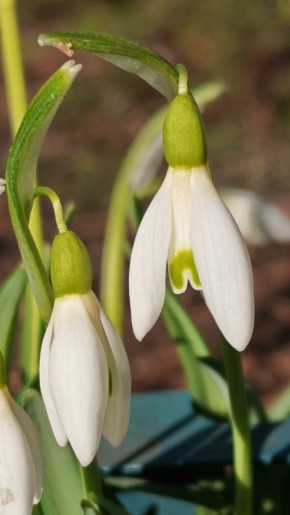 В Ботаническом саду Саранска расцвели первые подснежники!