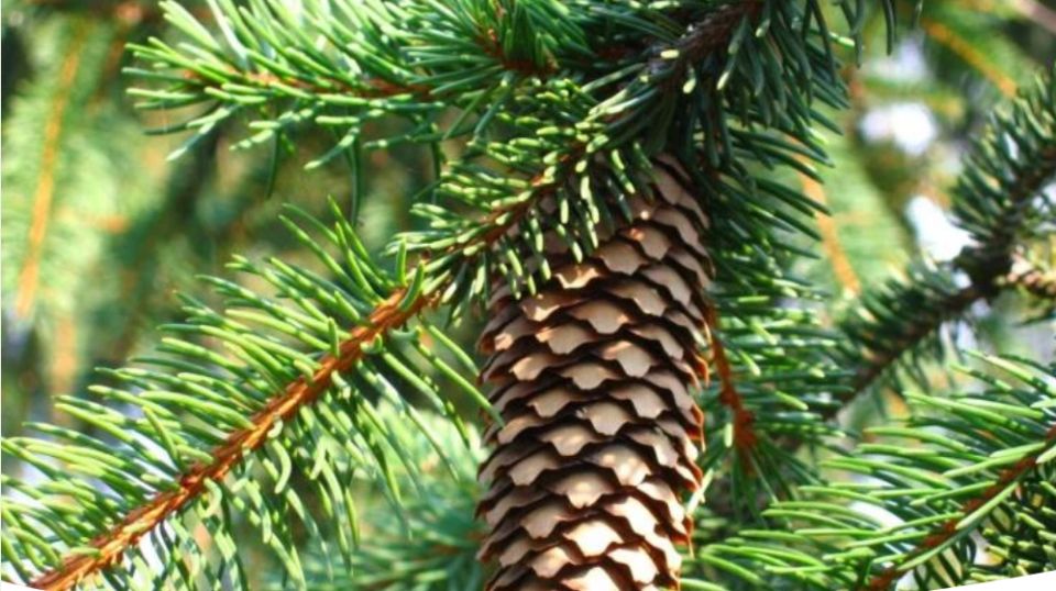 ��� ������� ��� ����: ��� ��� �����? ������ ������� ������