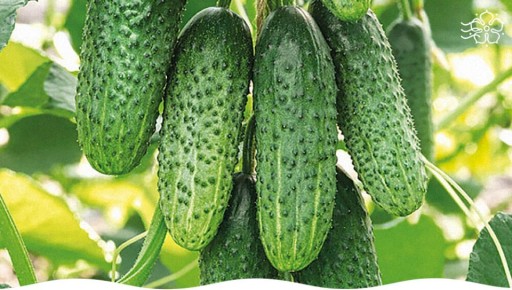 ������ ���� F1: ����� �������� ��� ������������� ������