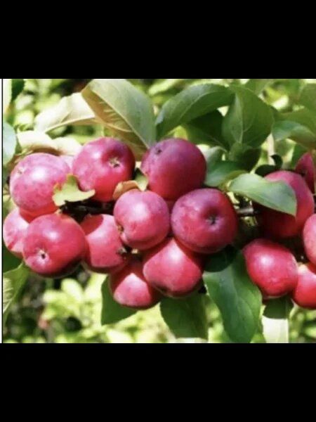 ������ ���-�����: ������ ���� � ������� ������� � ������������� � ������� ��������