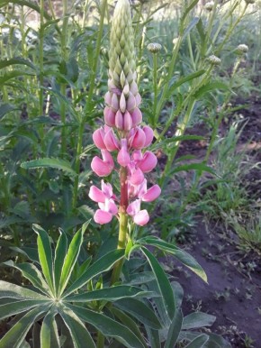 ��������� ���: ��������, ������� ����� ��������� ��� �������