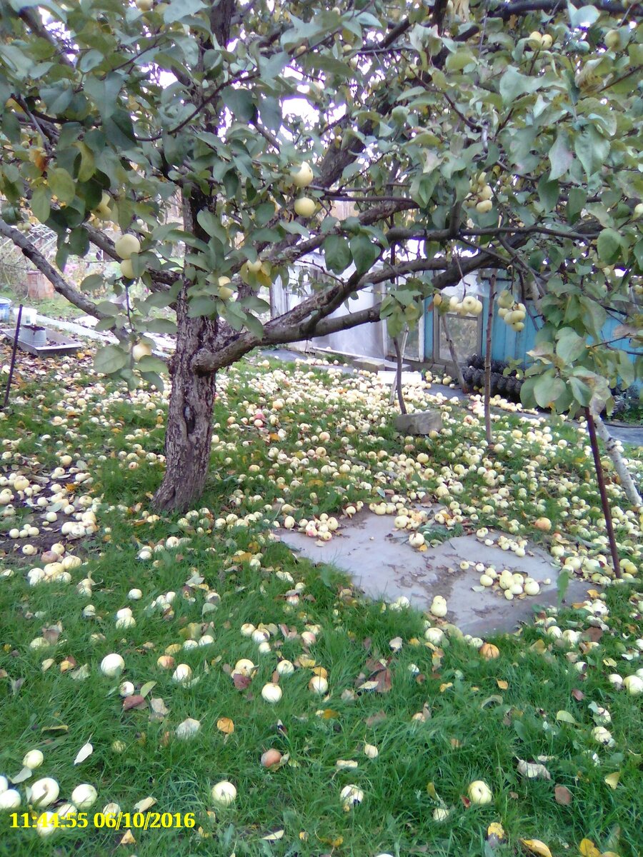 Как эффективно переработать раскидистый урожай яблок