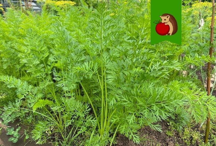 ��� �������� �������� � ������� �������: ������ ��� �������