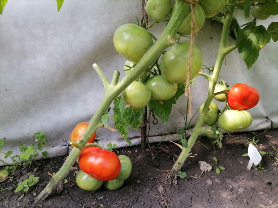 ������ ��� �������: ������������ ����������� � �������� ������