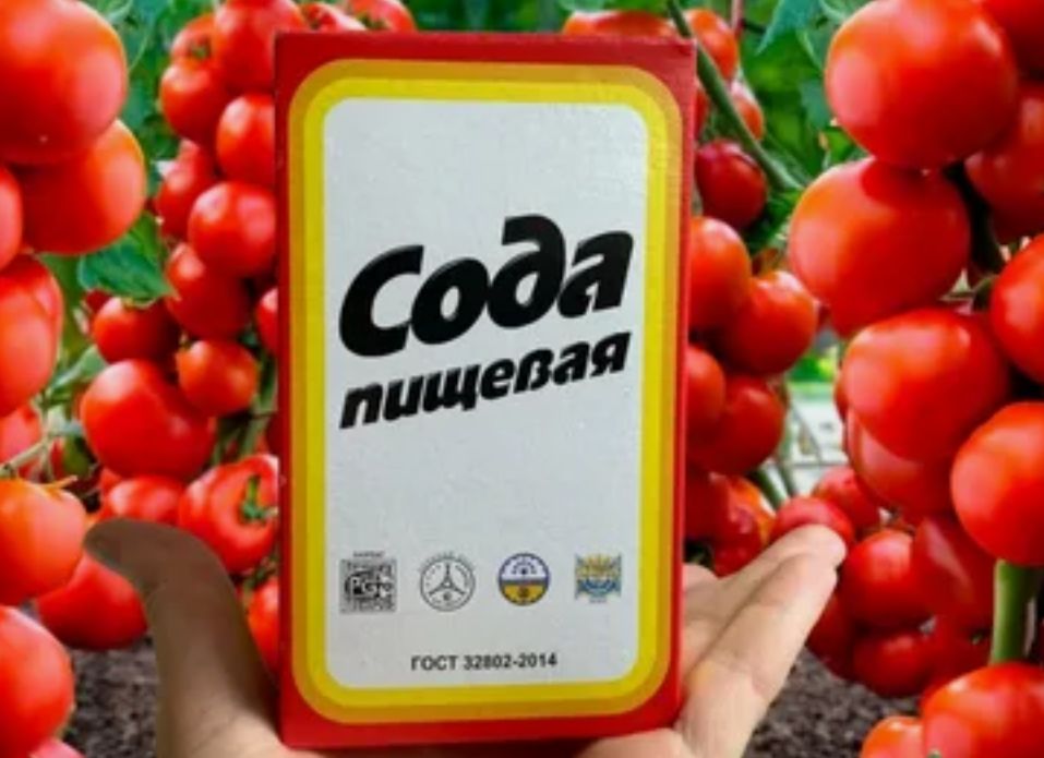 ��� ���� �������� ��������� ��������� ������ ���������