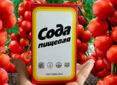 Как сода помогает вырастить идеальный урожай помидоров