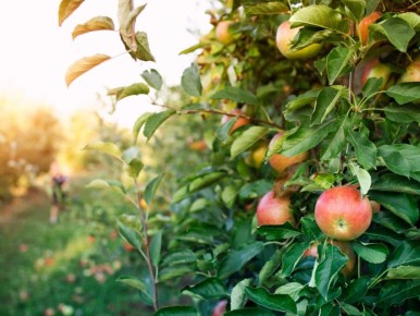 ��� ������� ��������� ������ ��� ������ ����: ������� ������