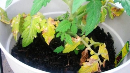 Как справиться с пожелтением нижних листьев у рассады томатов: основные причины и решения