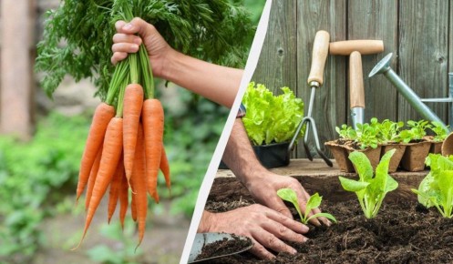 ������ �������: ��� ������ �� ��������� ��� ��� �������� �����