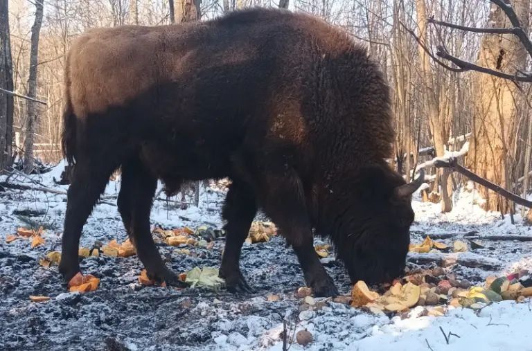 ����� � ���������� ����������� ������� ������������