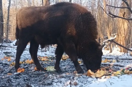 Зубры в Мордовском заповеднике успешно перезимовали