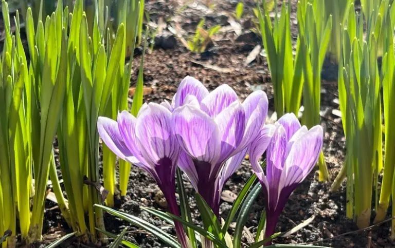 12 ������ ������������ ����������� ������� �������� �����������