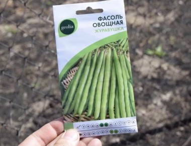 Вырастить стручковую фасоль на даче легко, зная основные правила