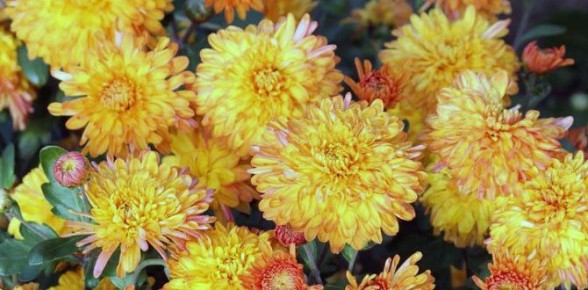 ��� ��������� ���������� �� �����: �������� ������ �� ����� ������