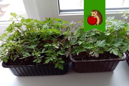 ��� ��������� ���������� ������� ���������: ������ � ��������