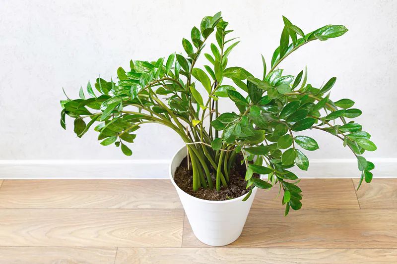 ��� ���� ������ ����� �������� ����� � ���� ��������� ������