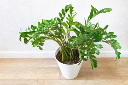 ��� ���� ������ ����� �������� ����� � ���� ��������� ������