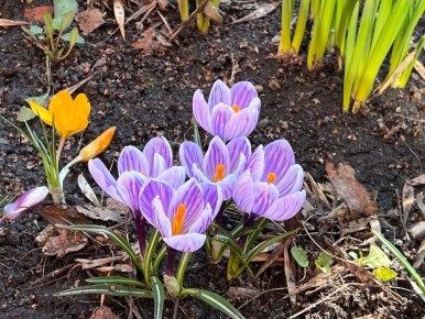 Доброго сиреневого утра, друзья!