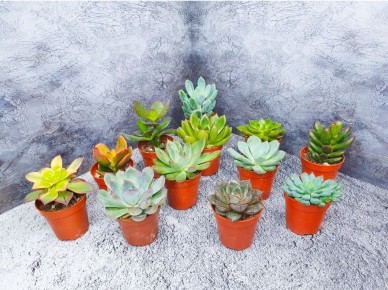 Секреты идеального полива суккулентов: как не допустить ошибок