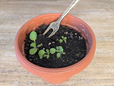 ����� ������� � ����������� �������: ���� ���� Opera White