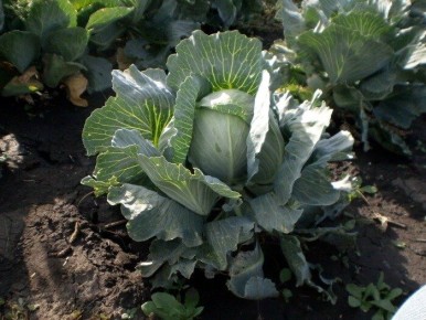 ������� ��������� �������: ��� ������, ������� ����� ������ ������