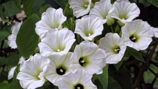 Штрафы за инвазивные растения: что теперь запрещено с 1 марта 2026 года в России?