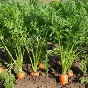 ��� �������� ������� �������: ������ �� ��������� � �����