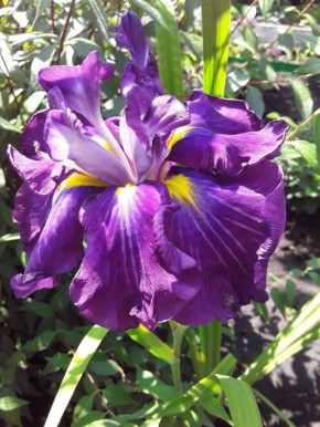 ����� �� ����: ���� ������� ����� �� ����� ��������