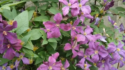 Неожиданная находка: простая подкормка для клематисов, позволяющая им цвести до самой осени